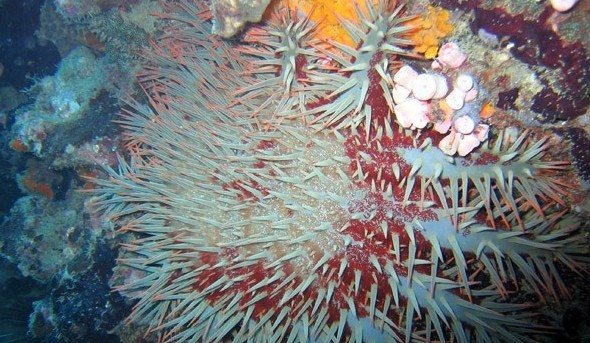 水下被海洋生物傷害到了該怎么辦？